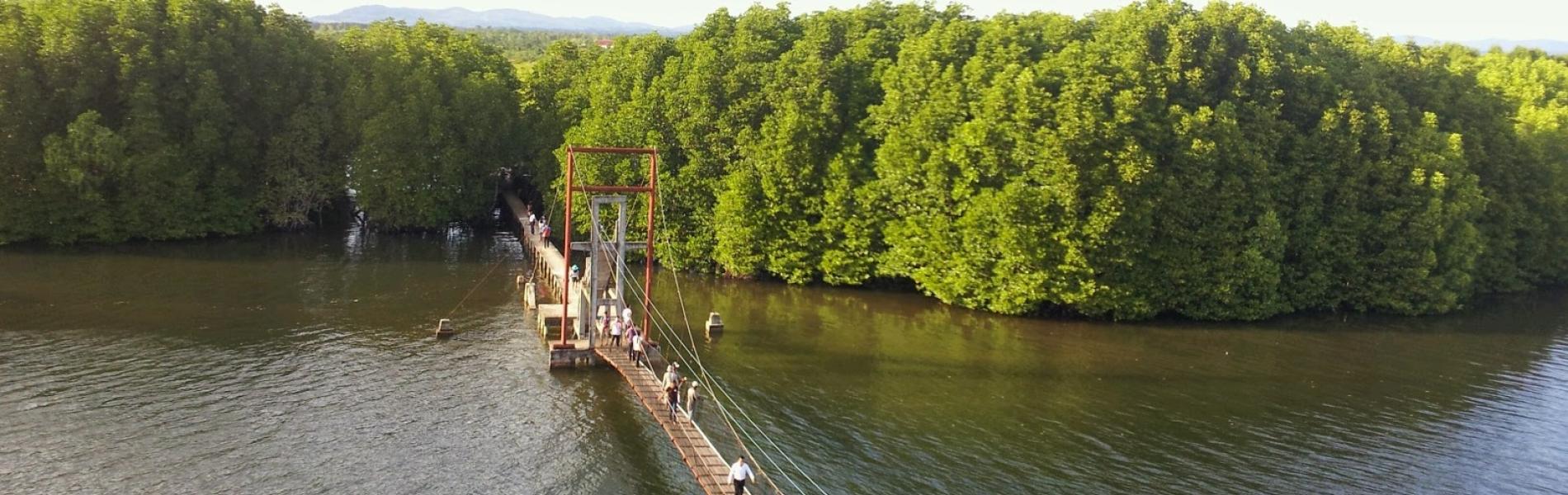 Mangrove Forest