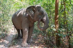 Jungle Trekking,Wildlife,Elephant Forest Sanctuary,