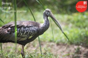 Wildlife,